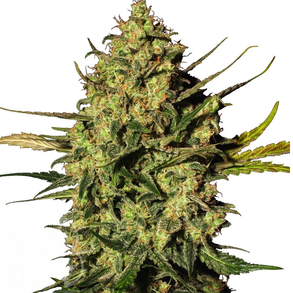 Семена каннабиса  Auto Think Different feminised Ganja Seeds