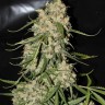 Семена каннабиса  Auto Think Different feminised Ganja Seeds