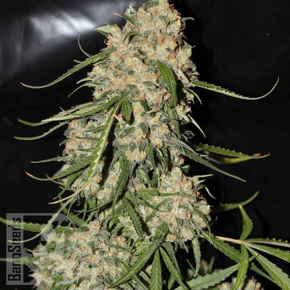 Семена каннабиса  Auto Think Different feminised Ganja Seeds