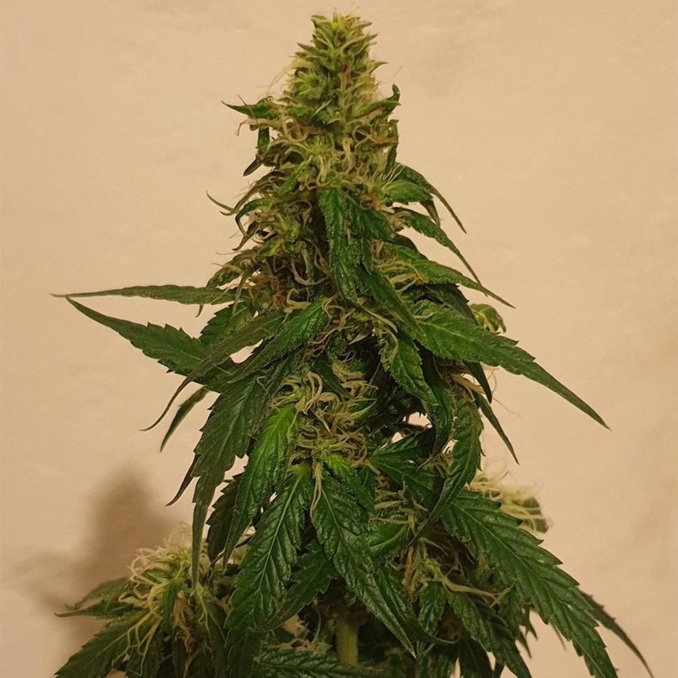 Семена марихуаны  Gelato feminised Ganja Seeds