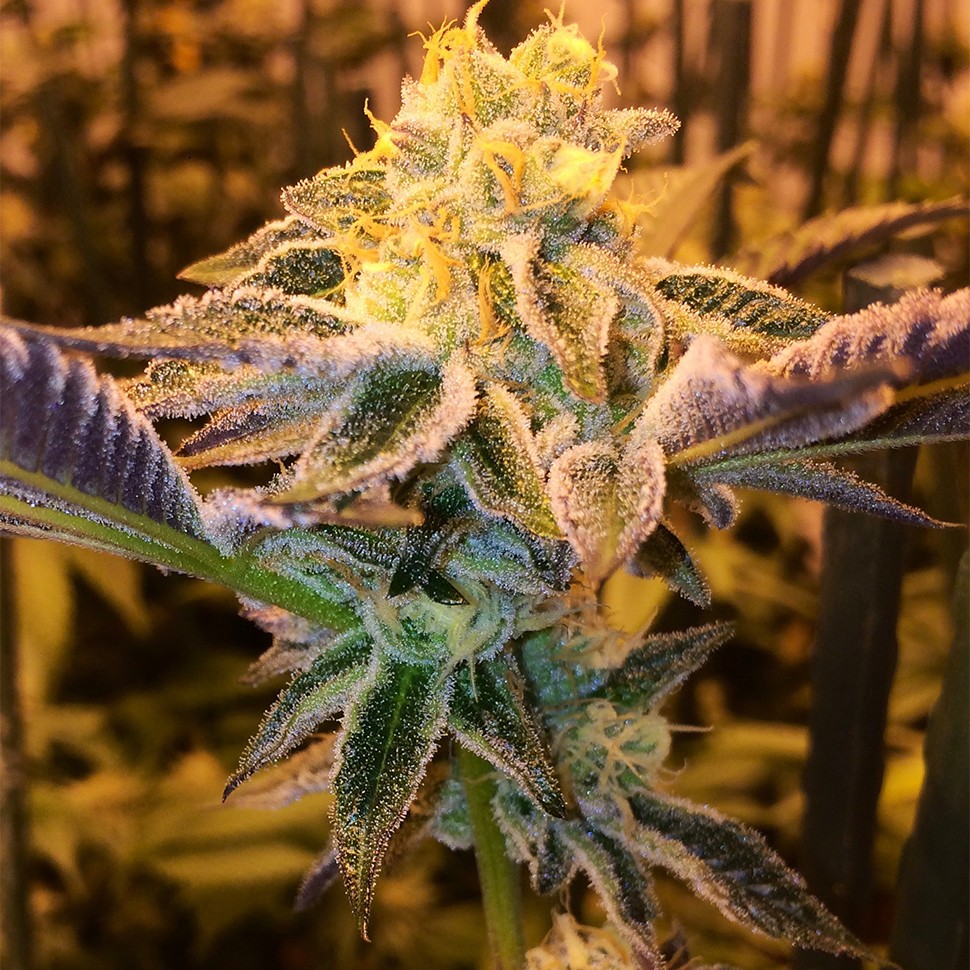 Семена ганжа  Girl Scout Cookies feminised Ganja Seeds