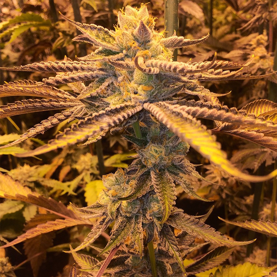 феминизированные сорта конопли Girl Scout Cookies feminised Ganja Seeds