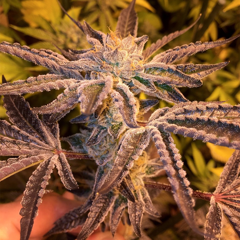 Семена ганжа  Girl Scout Cookies feminised Ganja Seeds