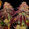 Семена марихуаны  Auto Mimosa feminised Ganja Seeds