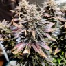 Семена марихуаны  Auto Mimosa feminised Ganja Seeds