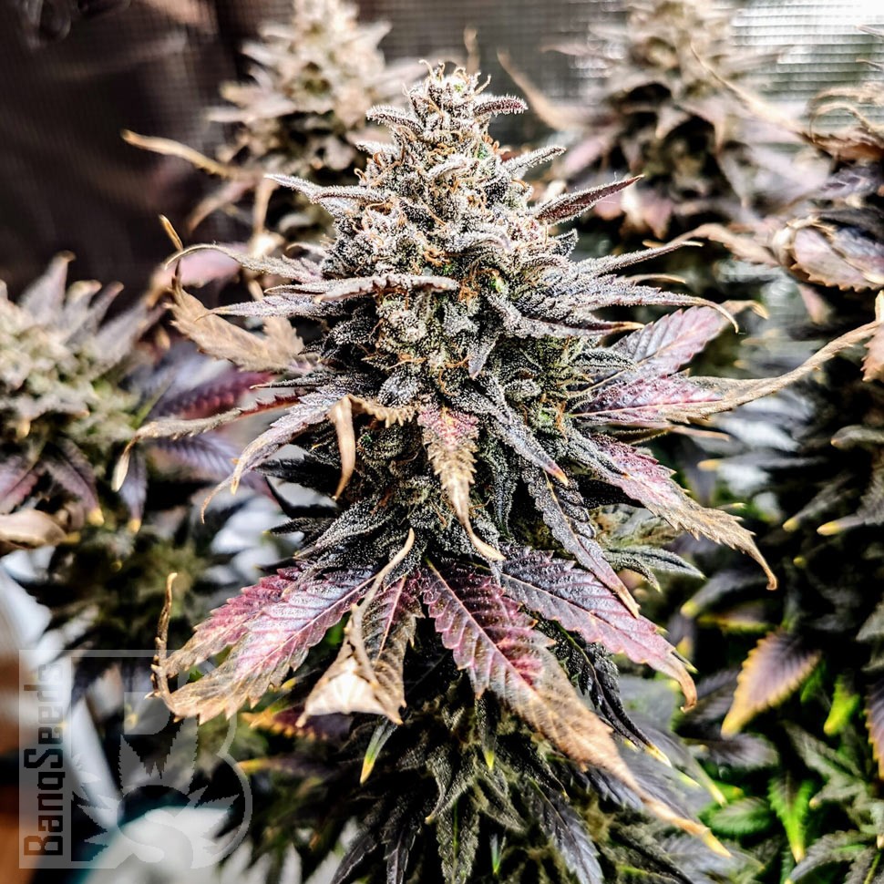 Семена марихуаны  Auto Mimosa feminised Ganja Seeds