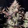 Семена марихуаны  Auto Mimosa feminised Ganja Seeds