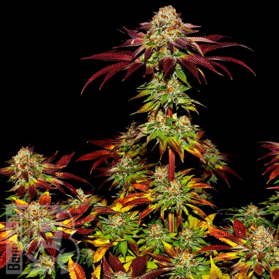 Семена конопли  Auto Mintz feminised Ganja Seeds