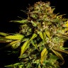 Семена конопли  Auto Mintz feminised Ganja Seeds