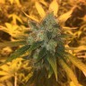 семена конопли Sage n Sour feminised Ganja Seeds