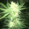 Семена ганжа  Sage n Sour feminised Ganja Seeds