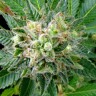 Diesel Strong feminised Ganja Seeds