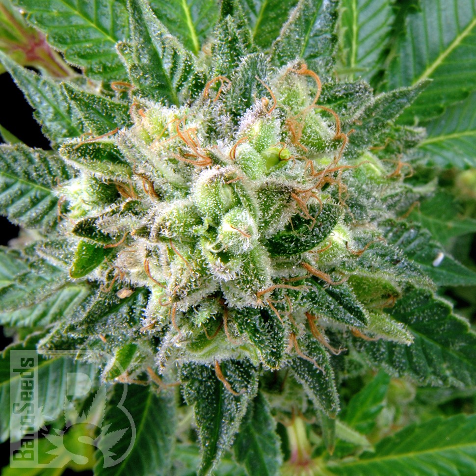 Diesel Strong feminised Ganja Seeds