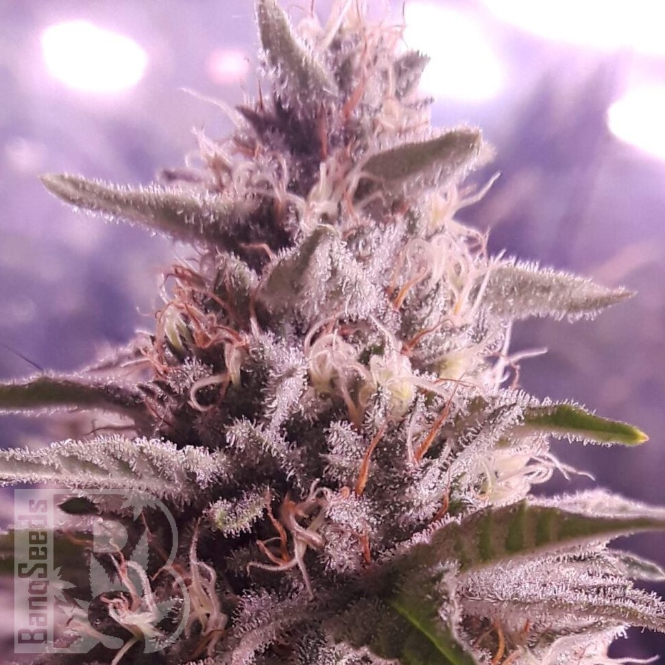 Diesel Strong feminised Ganja Seeds