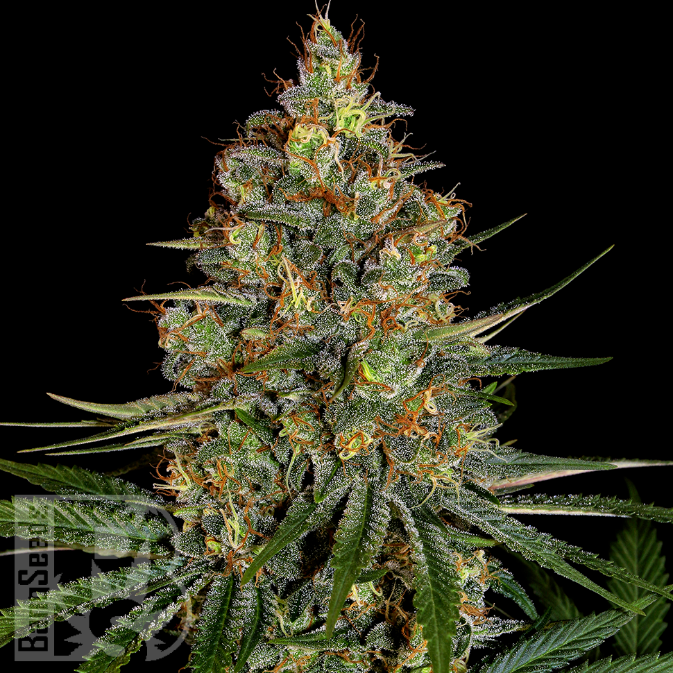 Diesel Strong feminised Ganja Seeds