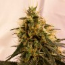 Семена  Auto Pineapple Chunk feminised Ganja Seeds