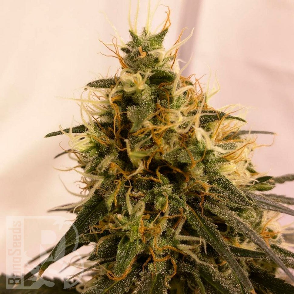 Семена  Auto Pineapple Chunk feminised Ganja Seeds