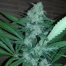 продажа семян конопли в голландии Great White Russian feminised