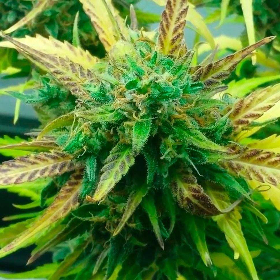 Семена ганжа  Think Fast feminised Ganja Seeds