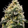 Семена ганжа  Think Fast feminised Ganja Seeds