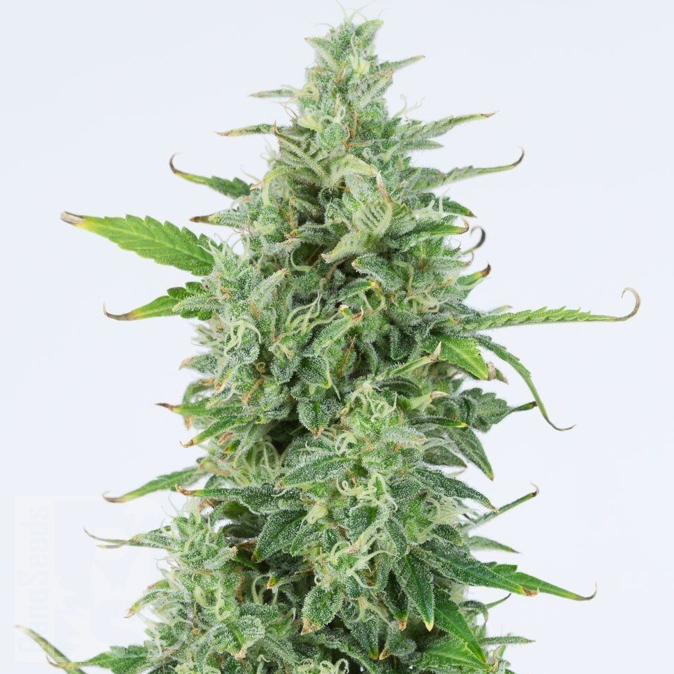 Семена  Chuy Valley feminised Bang Seeds
