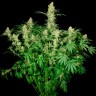 Купить семена конопли фотопериодных сортов Wappa feminised Ganja Seeds