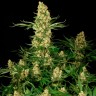 Заказать фотик Wappa feminised Ganja Seeds