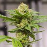 Grapefruit feminised Ganja Seeds