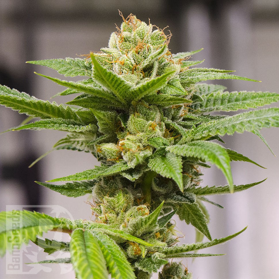 Grapefruit feminised Ganja Seeds