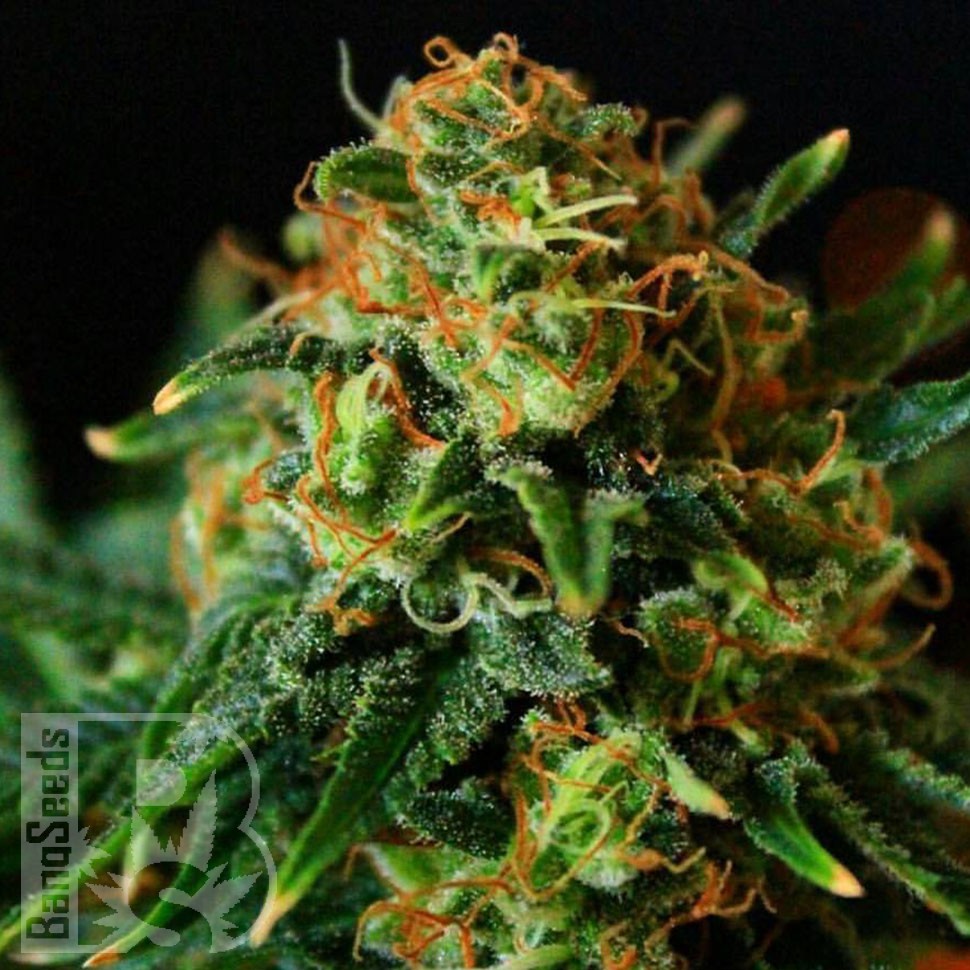 Grapefruit feminised Ganja Seeds