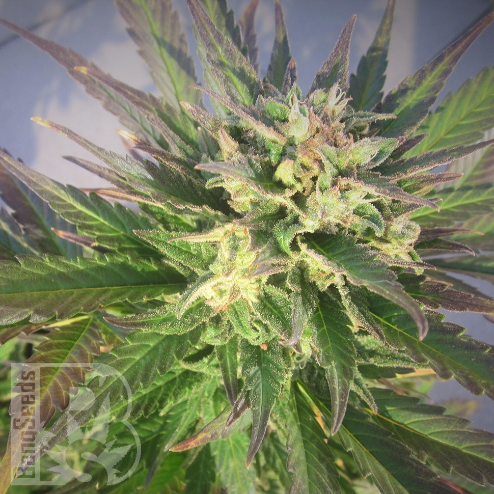 Grapefruit feminised Ganja Seeds