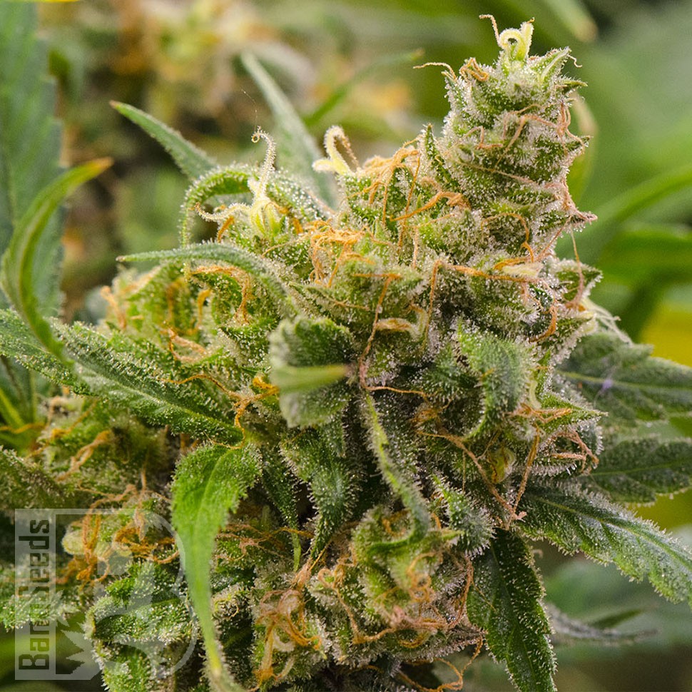 Grapefruit feminised Ganja Seeds