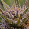 Grapefruit feminised Ganja Seeds