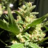 Grapefruit feminised Ganja Seeds