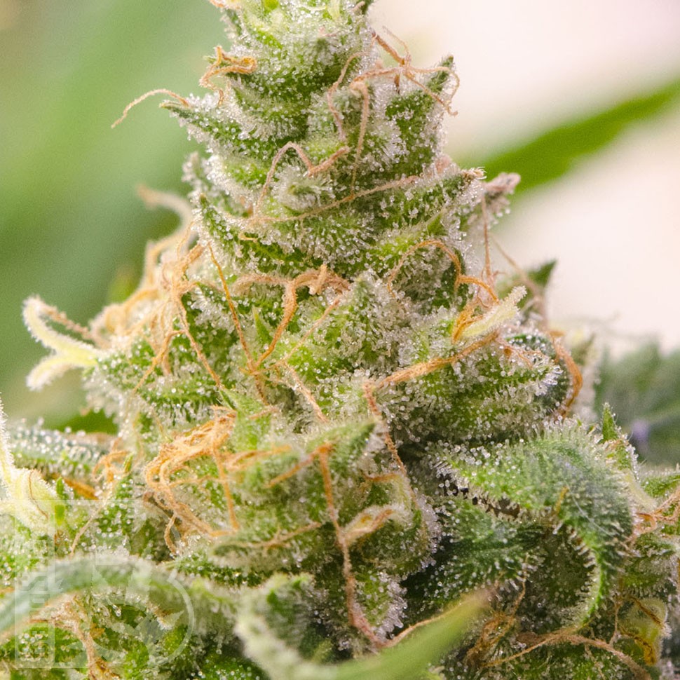 Grapefruit feminised Ganja Seeds