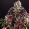 дешевые семена конопли Auto Purple Punch OG XL feminised Ganja Seeds