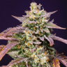 семена конопли цена Auto Purple Punch OG XL feminised Ganja Seeds