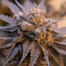 семенам конопли наложенным платежом Auto Purple Punch OG XL feminised Ganja Seeds