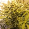 Семена марихуаны Marmalate feminised Ganja Seeds