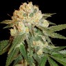 Семена каннабиса  Marmalate feminised Ganja Seeds