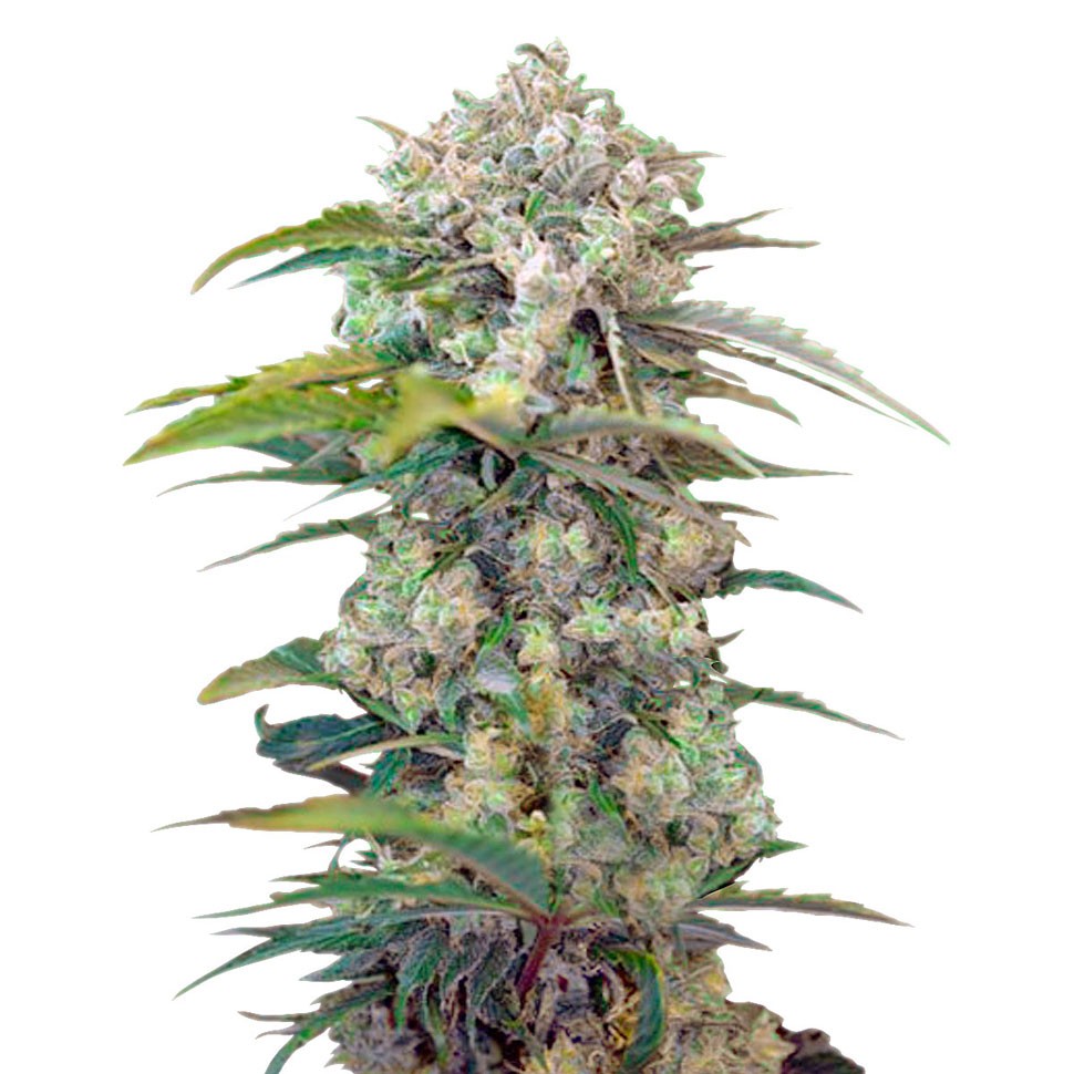 Семена марихуаны Cream Mandarine feminised Ganja Seeds