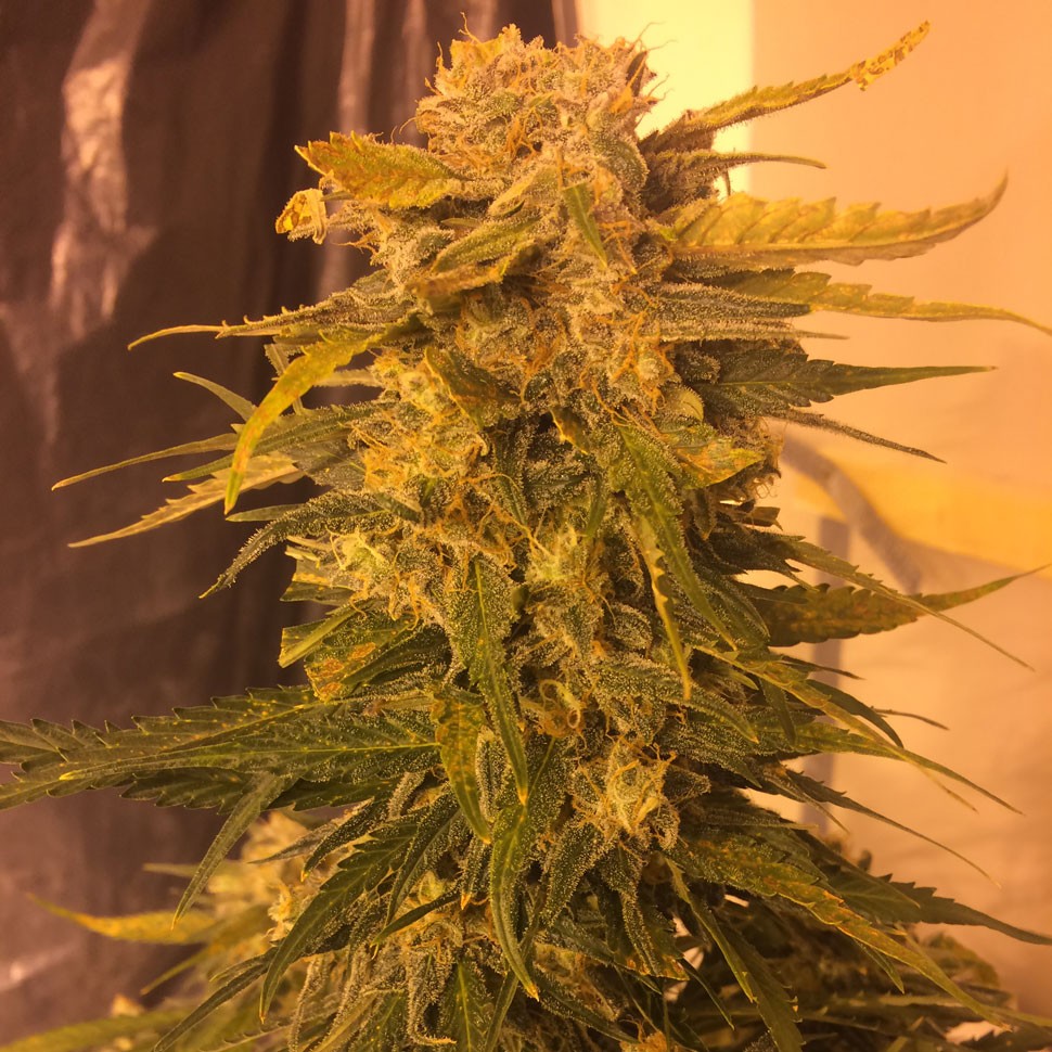 Семена марихуаны  Cream Mandarine feminised  Fast Version Ganja Seeds 