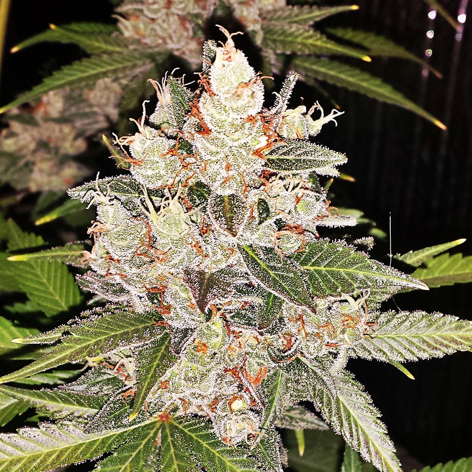 Семена ганжа  Sour Diesel feminised Ganja Seeds