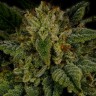 Семена ганжа  Sour Diesel feminised Ganja Seeds