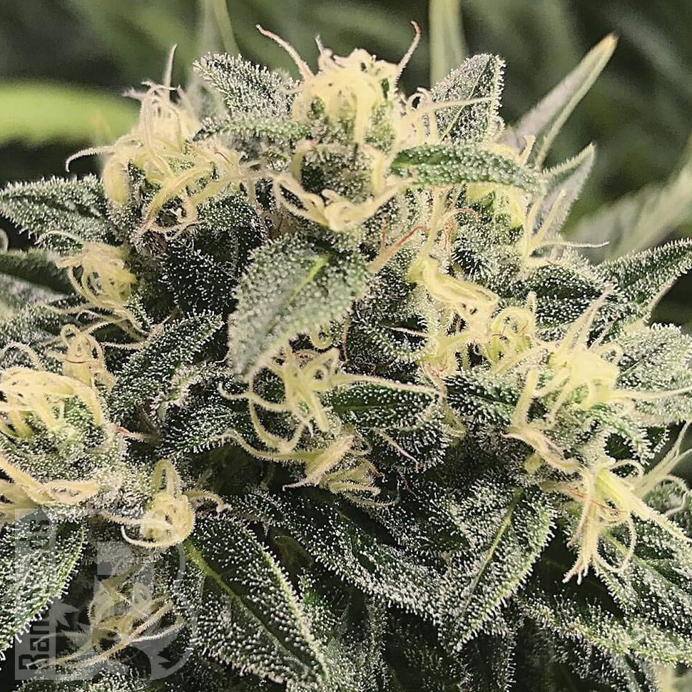 Семена ганжа  Sour Diesel feminised Ganja Seeds