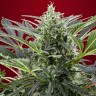 Семена марихуаны Cream 47 feminised Ganja Seeds Fast Version