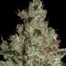 Семена  Cream 47 feminised Fast Version Ganja Seeds 