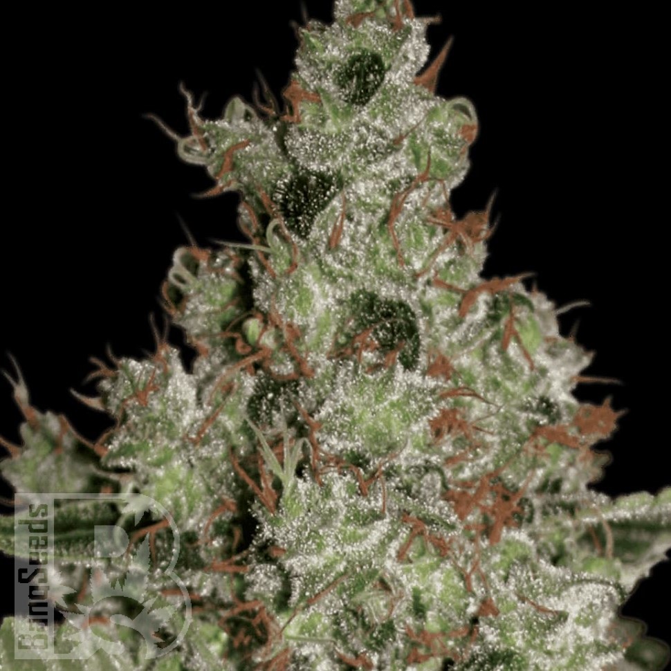 Семена  Cream 47 feminised Fast Version Ganja Seeds 