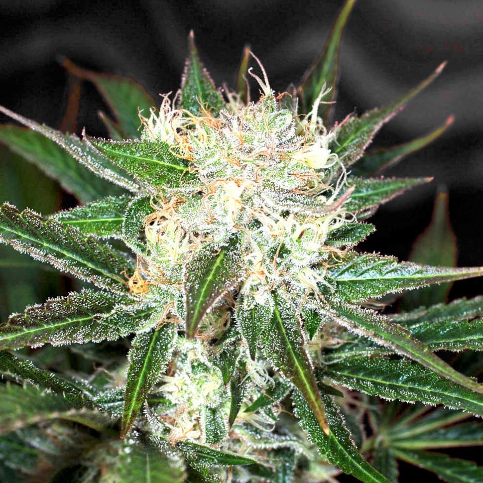 Семена марихуаны  Big Devil feminised Ganja Seeds