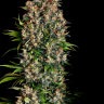 Семена марихуаны  Big Devil feminised Ganja Seeds